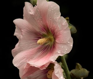 Preview wallpaper mallow, flowers, petals, pink, drops