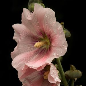Preview wallpaper mallow, flowers, petals, pink, drops
