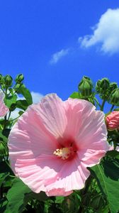 Preview wallpaper mallow, flowers, sky, clouds, blue