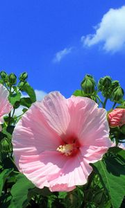 Preview wallpaper mallow, flowers, sky, clouds, blue