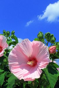 Preview wallpaper mallow, flowers, sky, clouds, blue