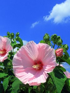 Preview wallpaper mallow, flowers, sky, clouds, blue