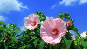 Preview wallpaper mallow, flowers, sky, clouds, blue