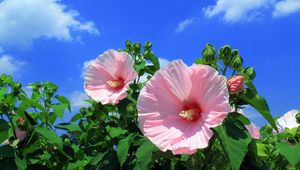 Preview wallpaper mallow, flowers, sky, clouds, blue