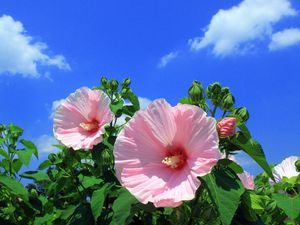 Preview wallpaper mallow, flowers, sky, clouds, blue