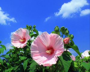 Preview wallpaper mallow, flowers, sky, clouds, blue