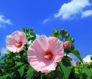 Preview wallpaper mallow, flowers, sky, clouds, blue