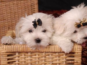 Preview wallpaper maltese, couple, basket, bow