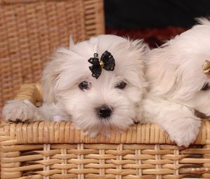 Preview wallpaper maltese, couple, basket, bow