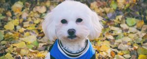 Preview wallpaper maltese dog, dog, muzzle, suit