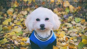 Preview wallpaper maltese dog, dog, muzzle, suit