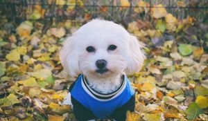 Preview wallpaper maltese dog, dog, muzzle, suit