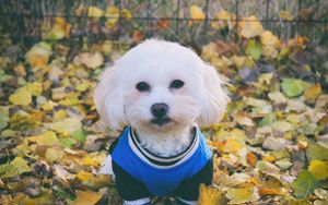 Preview wallpaper maltese dog, dog, muzzle, suit