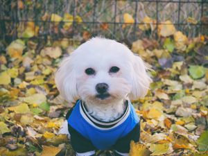 Preview wallpaper maltese dog, dog, muzzle, suit