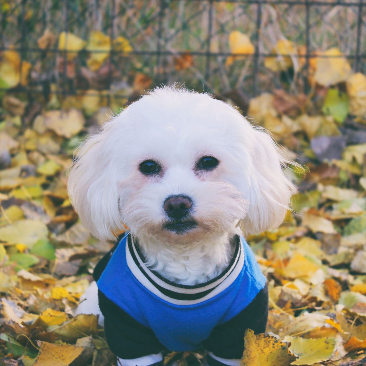 muzzle for maltese