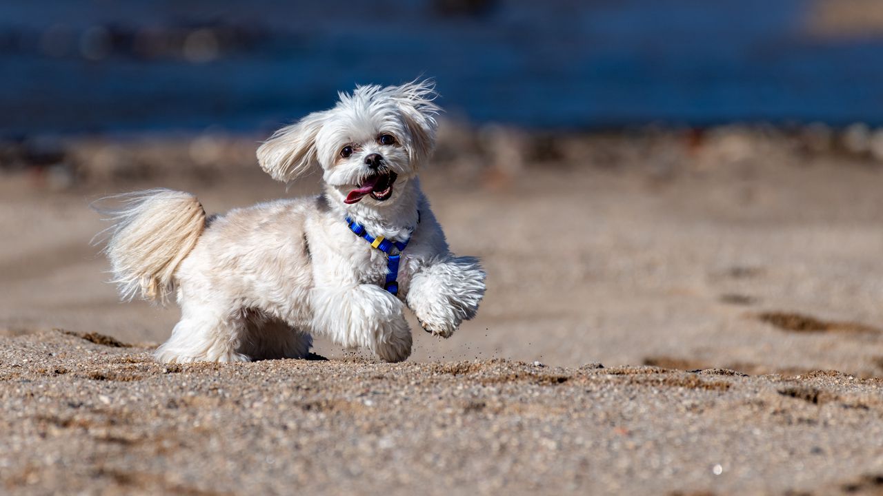 Wallpaper maltese dog, dog, pet, movement