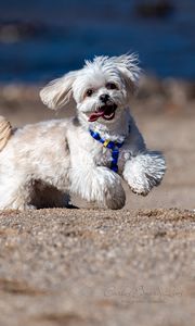 Preview wallpaper maltese dog, dog, pet, movement