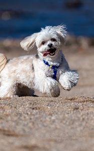 Preview wallpaper maltese dog, dog, pet, movement