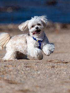 Preview wallpaper maltese dog, dog, pet, movement