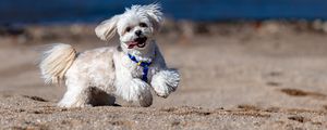 Preview wallpaper maltese dog, dog, pet, movement