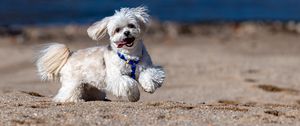 Preview wallpaper maltese dog, dog, pet, movement