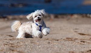 Preview wallpaper maltese dog, dog, pet, movement