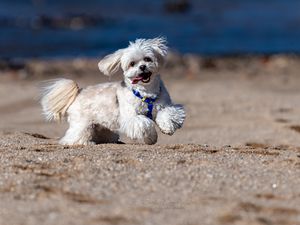 Preview wallpaper maltese dog, dog, pet, movement