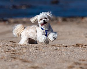 Preview wallpaper maltese dog, dog, pet, movement