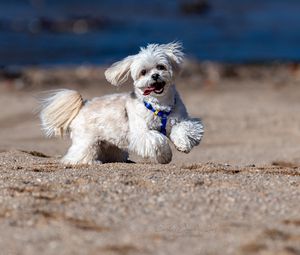 Preview wallpaper maltese dog, dog, pet, movement