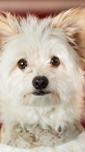 Preview wallpaper maltese, puppy, dog