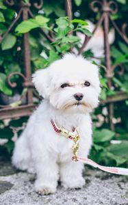 Preview wallpaper maltese, puppy, dog, white, pet