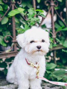 Preview wallpaper maltese, puppy, dog, white, pet