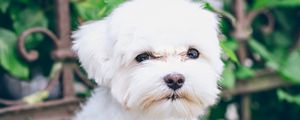 Preview wallpaper maltese, puppy, dog, white, pet