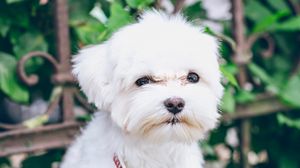 Preview wallpaper maltese, puppy, dog, white, pet
