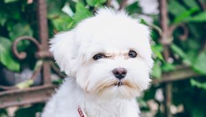 Preview wallpaper maltese, puppy, dog, white, pet