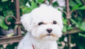 Preview wallpaper maltese, puppy, dog, white, pet