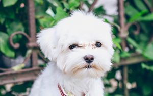 Preview wallpaper maltese, puppy, dog, white, pet
