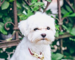 Preview wallpaper maltese, puppy, dog, white, pet