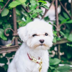 Preview wallpaper maltese, puppy, dog, white, pet