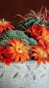 Preview wallpaper mammillaria, succulents, cactus, houseplant