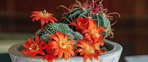 Preview wallpaper mammillaria, succulents, cactus, houseplant