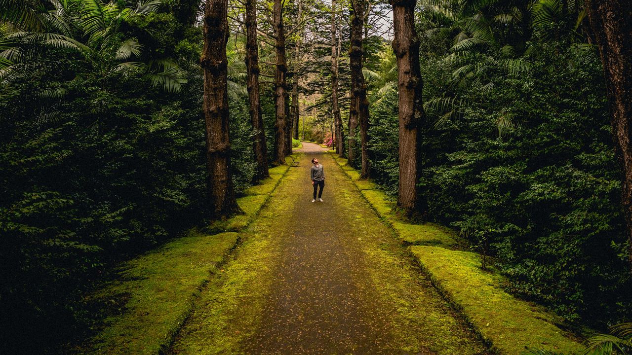 Wallpaper man, alone, forest, path, walk
