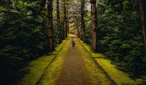 Preview wallpaper man, alone, forest, path, walk