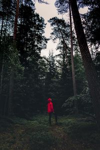 Preview wallpaper man, forest, alone, solitude, trees, sweden