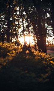 Preview wallpaper man, forest, sun, light, loneliness