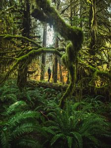 Preview wallpaper man, forest, trees, fern, moss, tropics