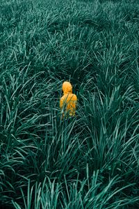 Preview wallpaper man, grass, walk, yellow, green