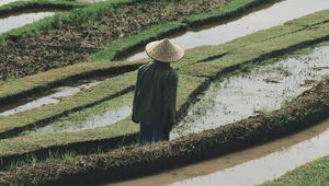 Preview wallpaper man, hat, rice fields, fields, water