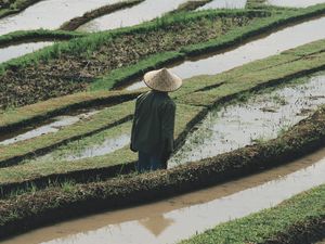 Preview wallpaper man, hat, rice fields, fields, water