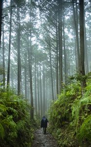 Preview wallpaper man, silhouette, trail, trees, forest, alone